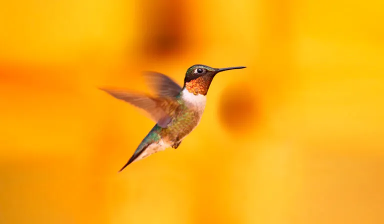How to Survive a Hummingbird Bite