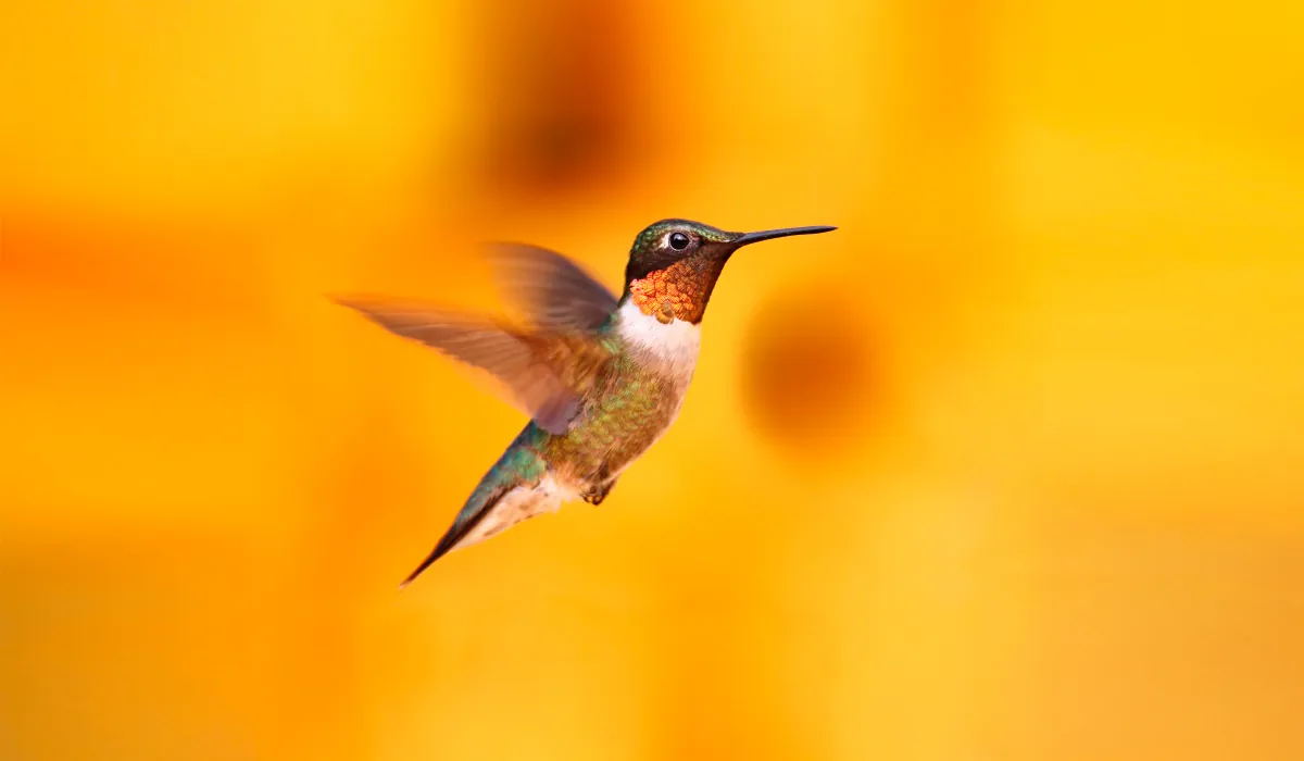 how to survive a hummingbird bite 1200x700 1 How to Survive a Hummingbird Bite