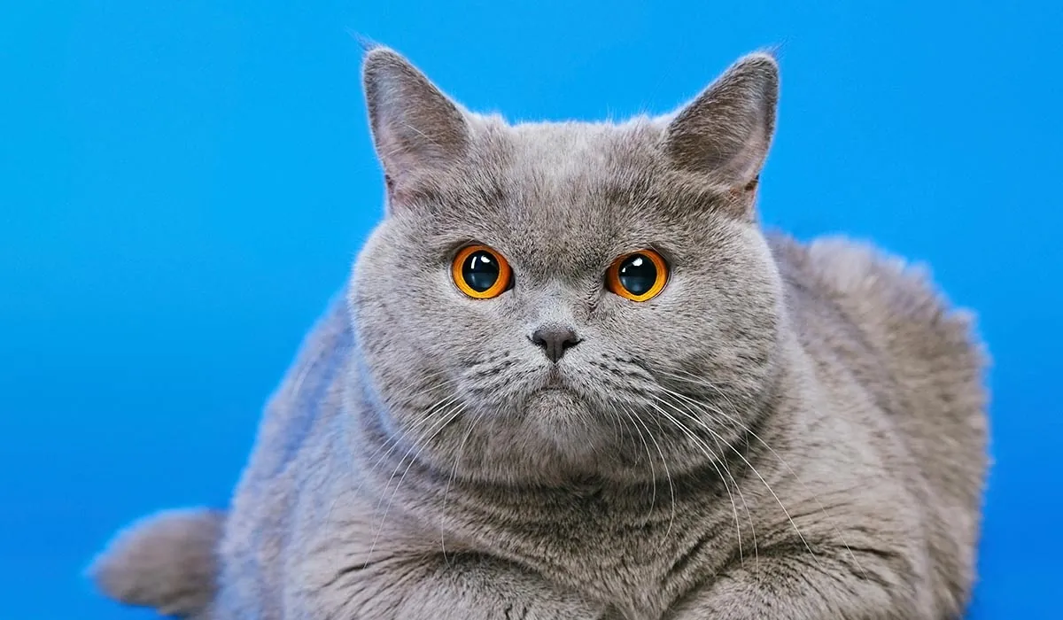 embracing viral content 1200x700 1 How Many Grumpy Cats Does It Take to Screw in a Light Bulb?