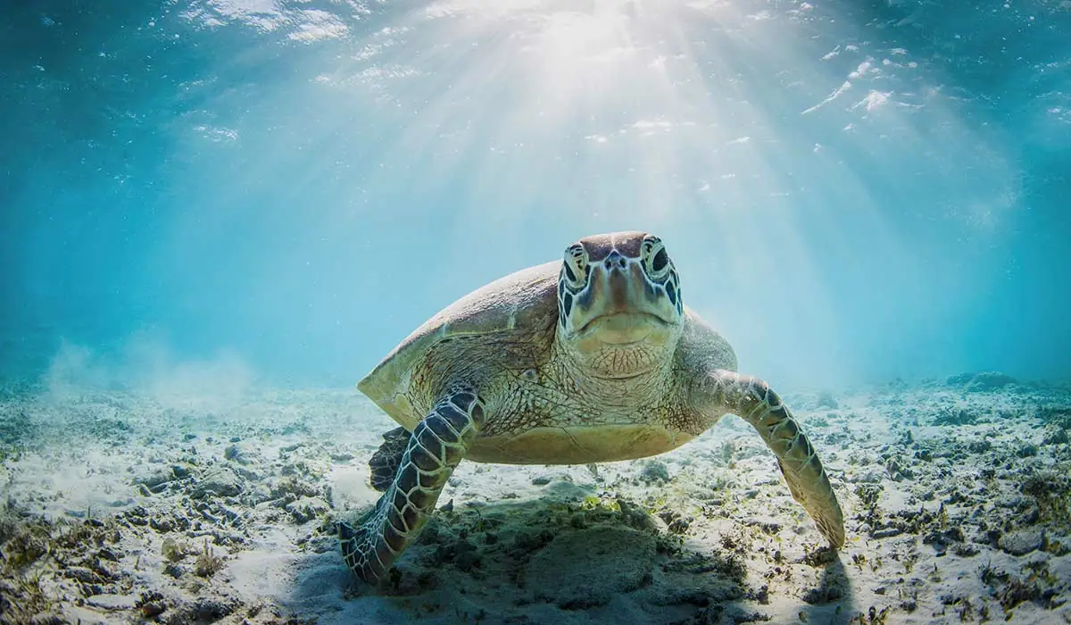 skimmer or diver 1200x700 1 Is Your Website Visitor a Skimmer or a Diver?