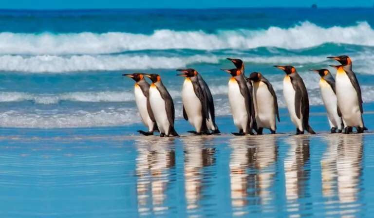 Did the Penguin 3 Update Put Your Website on Thin Ice?