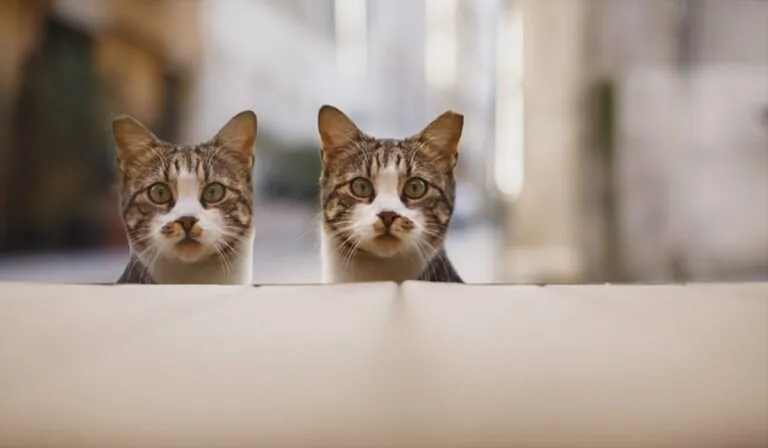 Copycats, Pigeons, Puppies and Great Thinkers Posts by Yours Truly