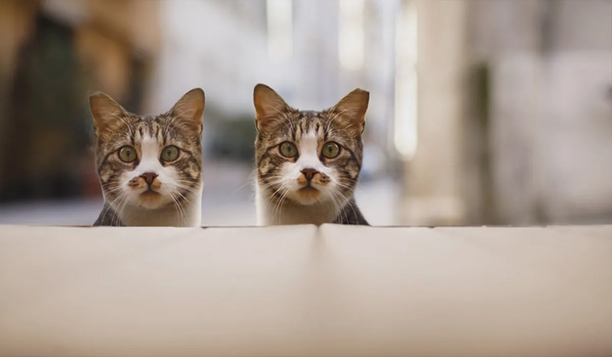 a tale of two intentions 1200x700 2 Copycats, Pigeons, Puppies and Great Thinkers Posts by Yours Truly