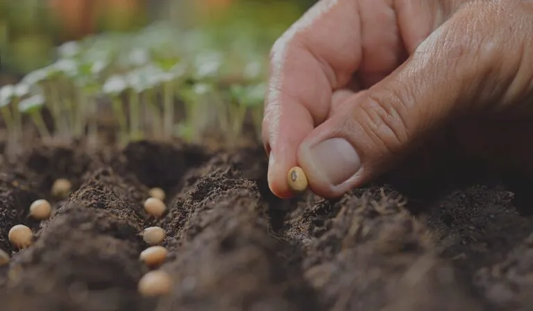 Growing your business online is like farming. Yes. You read that right.