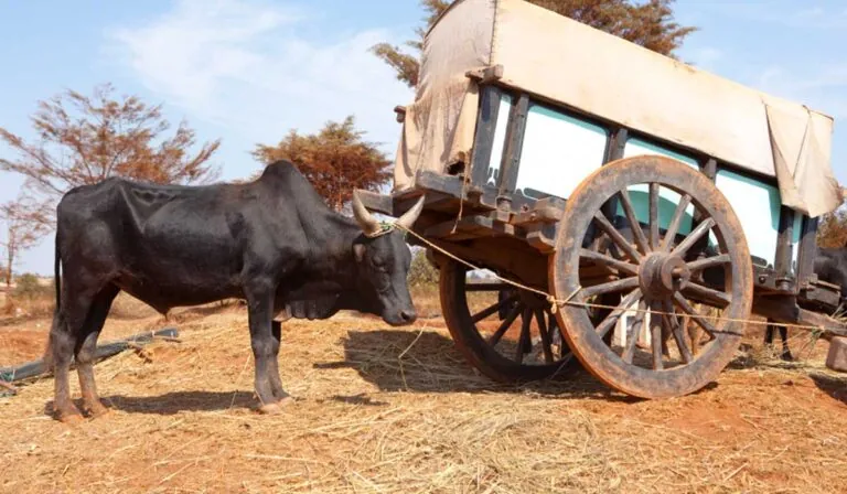 Most Website Designs Put the Cart Before the Ox