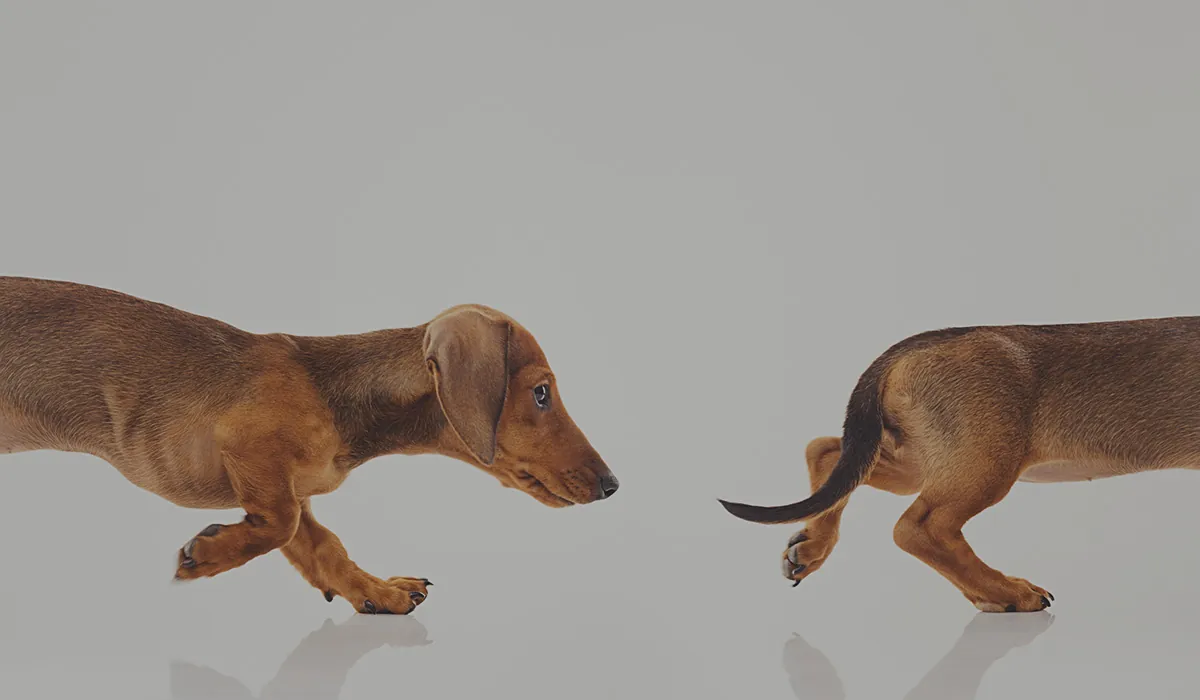 seo chasing tails 1200x700 1 Why So Many SEOs are Chasing Their Tails