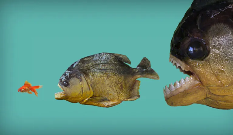 The Easiest Way to Deal With More Competition in Online Marketing